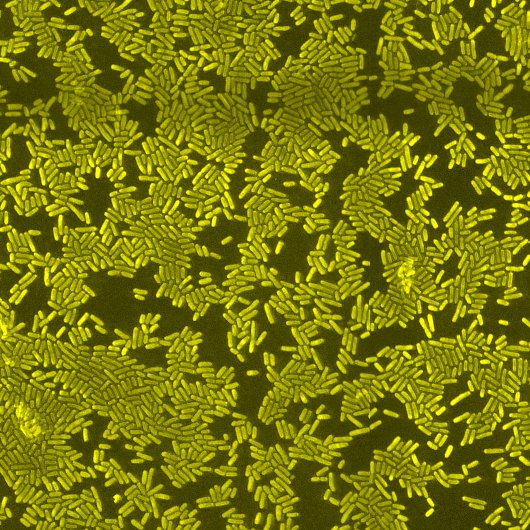 Fluorescence image of a dense monolayer of rod-shaped bacteria