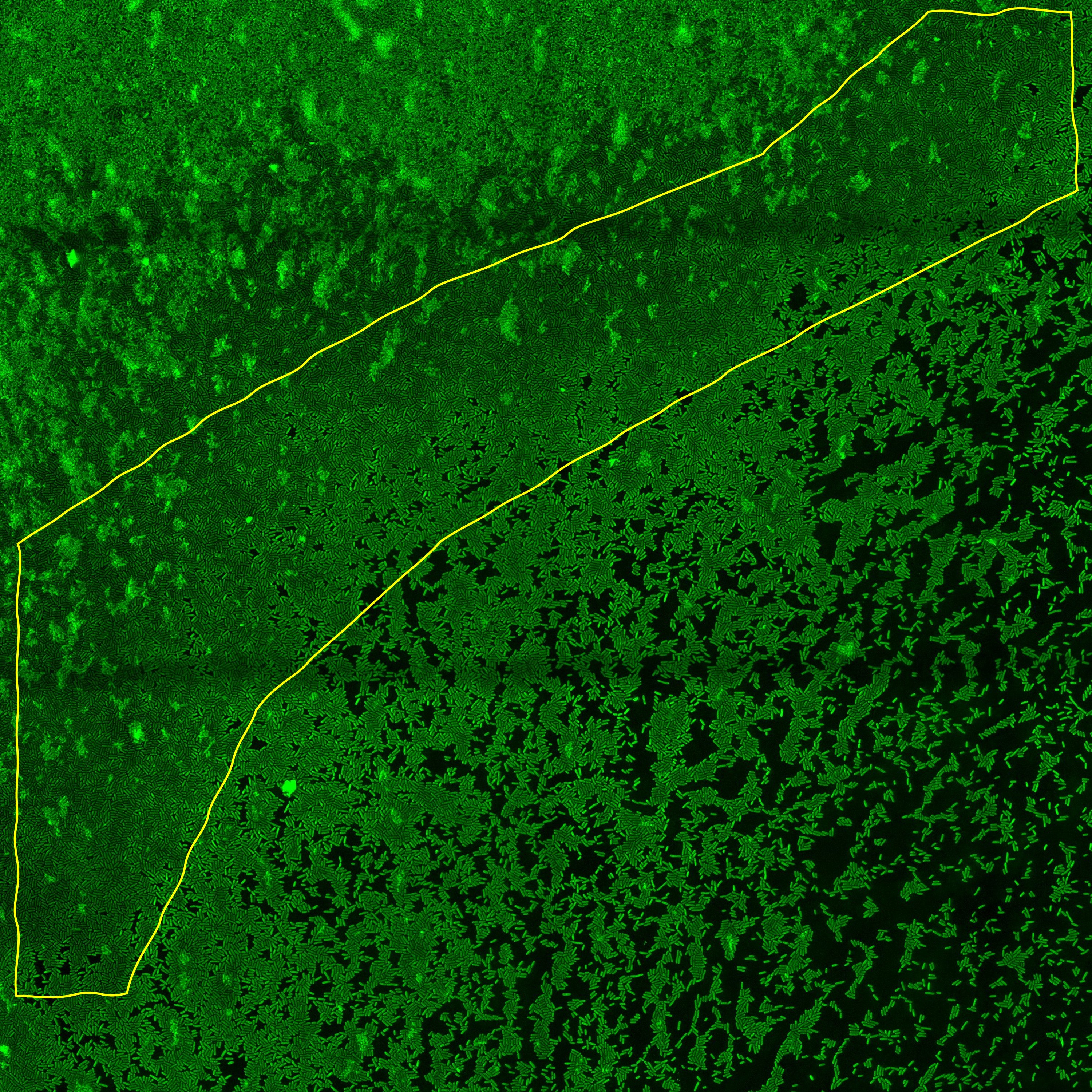 Bacteria on agarose pad