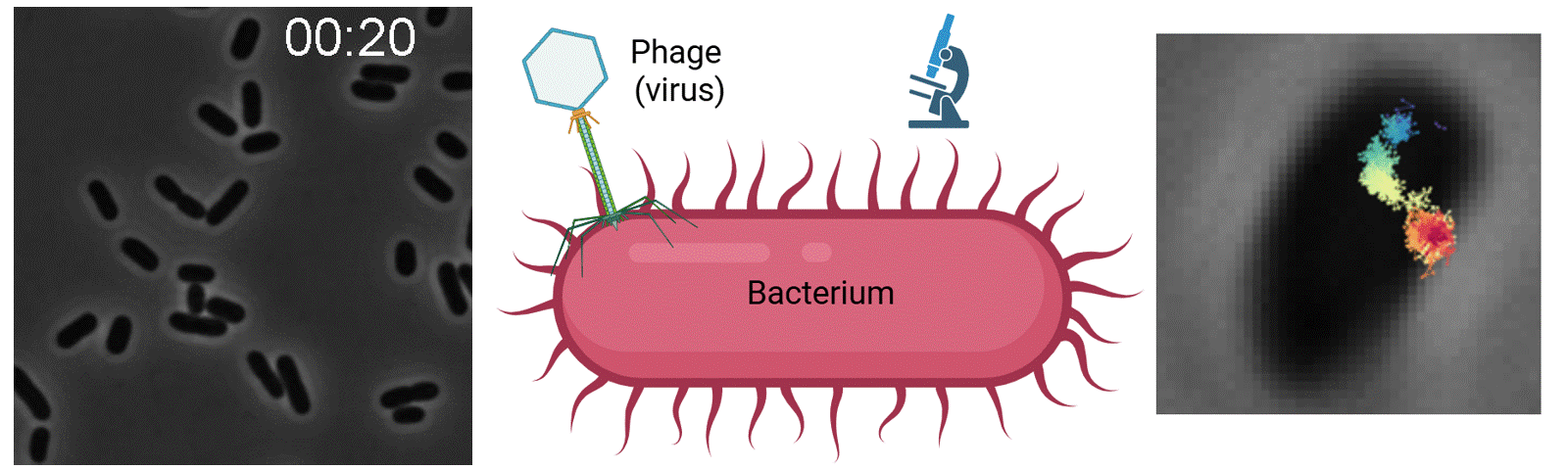 Time-lapse of bacteria bursting, a cartoon of a phage attached to a bacterium, and a tracked fluorescent phage on a bacterial cell