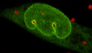 Illustration for: Cell Nucleus Migration through Stiff Tissue-esque Scaffold