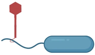 Illustration for: Evolution against a virus that attacks bacterial flagella