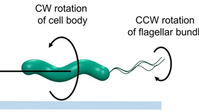 Single-cell Motility and Chemotaxis of Helicobacter pylori featured image