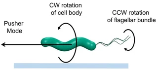 Illustration for: Single-cell Motility and Chemotaxis of Helicobacter pylori