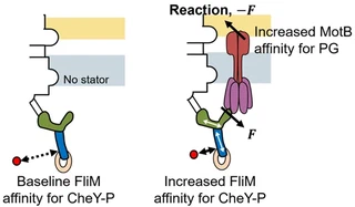 Illustration for: Molecular Mechanisms of Mechanical Force Sensing by Bacterial Flagellar Motors