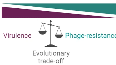 Outsmarting Bacterial Evolution in Phage Therapy featured image