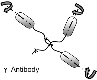 Illustration for: Role of Bacterial Flagella in Surface Sensing